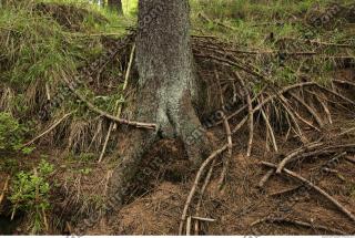 Photo Textures of Forest